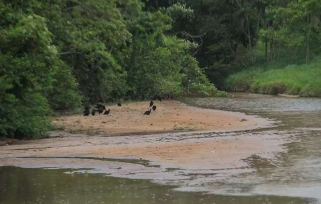 Um ano ap&oacute;s obras, lago do Parque das Na&ccedil;&otilde;es Ind&iacute;genas volta a assorear