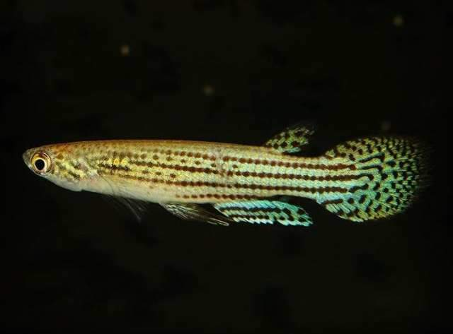 Com 104 novas espécies, Pantanal tem peixes únicos no Mundo