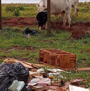 Em rua do Residencial B&uacute;zios tem at&eacute; vaca comendo pl&aacute;stico por causa de lix&atilde;o