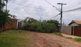 Queda de &aacute;rvore deixa moradores presos em rua sem sa&iacute;da e sem energia