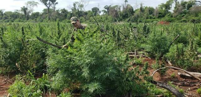Em nova investida, Paraguai destr&oacute;i cinco hectares de maconha