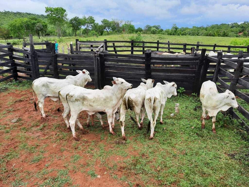 Polícia Prende Homem De 60 Anos E Recupera 13 Cabeças De Gado Furtadas