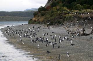 Em Ushuaia, a Ilha Martillo é uma espécie de refúgio de verão para milhares de pinguins (Foto: Reprodução)