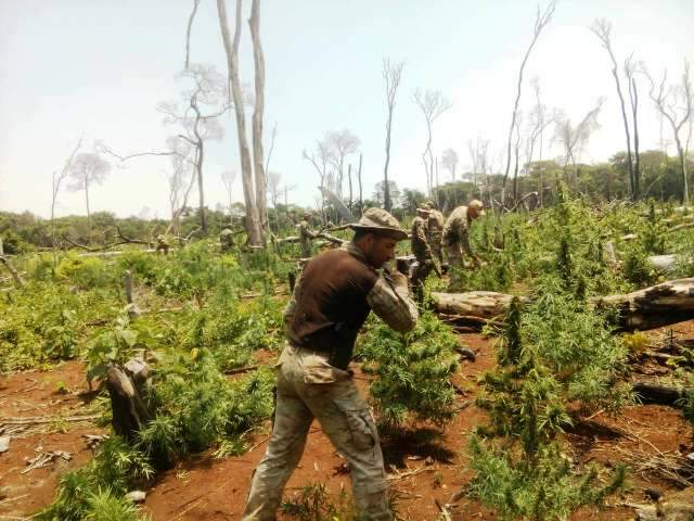 Opera&ccedil;&atilde;o com apoio brasileiro destr&oacute;i quase 500 toneladas de maconha