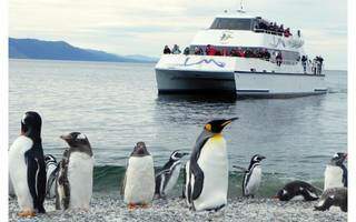 No passeio de catamarã, os Pinguinseiros, como são conhecidos, você não tem permissão para desembarcar na ilha (Foto: Reprodução)