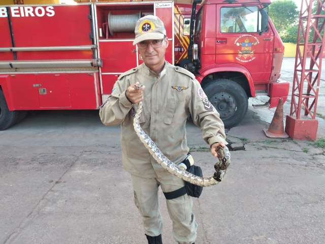  Mais uma: jiboia de um metro &eacute; capturada pelos bombeiros em resid&ecirc;ncia