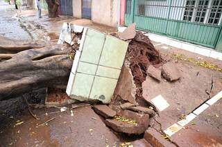 Chuva e ventos fortes provocaram a queda de pelo menos 13 &aacute;rvores 