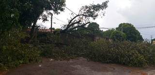 Chuva e ventos fortes provocaram a queda de pelo menos 13 &aacute;rvores 