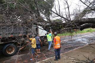 Chuva e ventos fortes provocaram a queda de pelo menos 13 &aacute;rvores 