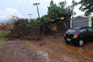 Chuva e ventos fortes provocaram a queda de pelo menos 13 &aacute;rvores 