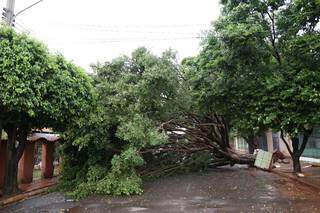 Chuva e ventos fortes provocaram a queda de pelo menos 13 &aacute;rvores 