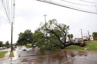 Chuva e ventos fortes provocaram a queda de pelo menos 13 &aacute;rvores 