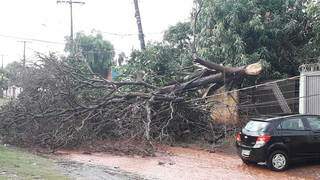 Árvore caiu com a força dos ventos, arrebentou fios e danificou poste de energia elétrica (Foto: Direto das Ruas)