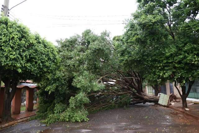 Chuva e ventos fortes provocaram a queda de pelo menos 13 &aacute;rvores 