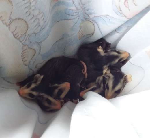 Gamb&aacute; &eacute; morta por cachorros e moradora resgata seis filhotes