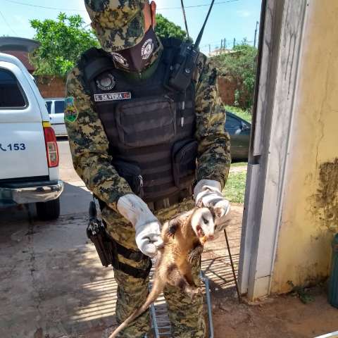 Com ferimentos pelo corpo, gamb&aacute; &eacute; resgatado por guardas municipais
