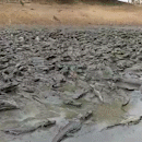 "Mar" de jacarés disputando água foi registrado após quase 20 dias sem chuva