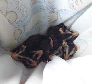 Gamb&aacute; &eacute; morta por cachorros e moradora resgata seis filhotes