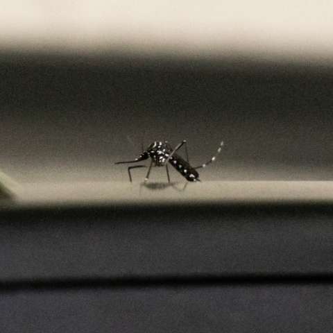  Com ajuda de drones, governo far&aacute; &quot;Dia D&quot; para combater mosquito Aedes aegypti