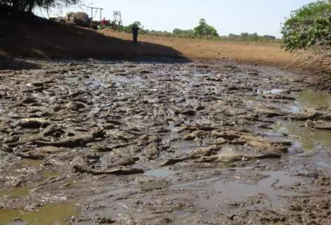 Doutora em jacarés estima que açude seco concentre mais de 4 mil animais