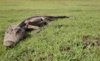Animal morto na região do Nhumirim, que foi alvo de pesquisa da doutora Zilca Campos. (Foto: Divulgação)