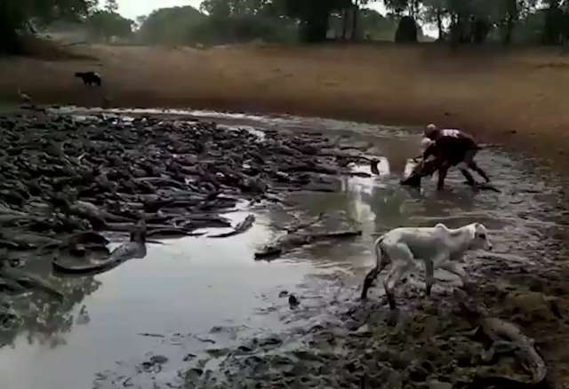 V&iacute;deo de &quot;mar&quot; de jacar&eacute;s chocou leitores na &uacute;ltima semana