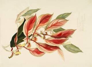 “O desenho botânico de Margaret Mee” é o tema da vez (Foto: Divulgação/Sesc MS)
