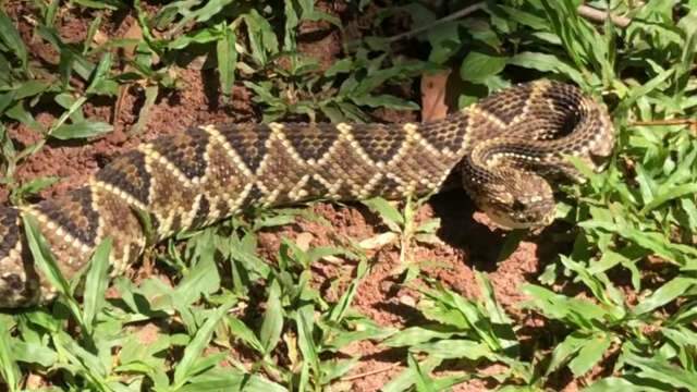 Cascavel de 2 metros &eacute; encontrada em quintal de loja na Vila Popular