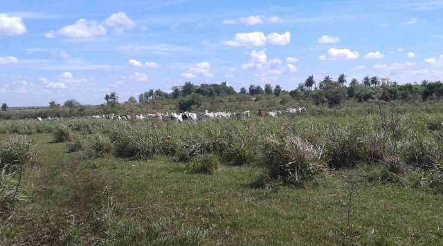Agricultor ser&aacute; idenizado ap&oacute;s gado de vizinha destruir planta&ccedil;&atilde;o de milho