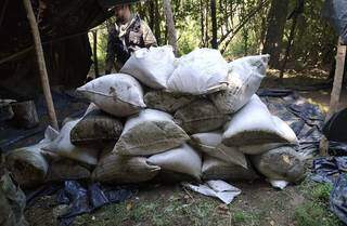 Pol&iacute;cia destr&oacute;i planta&ccedil;&otilde;es de maconha e 12 acampamentos no territ&oacute;rio do tr&aacute;fico