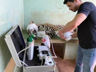 Onça-pintada está recebendo tratamento com aplicações de ozônio. (Foto: Divulgação/Imasul)