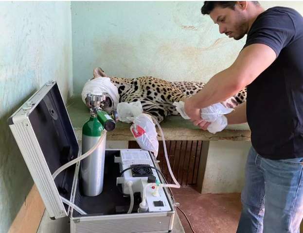 On&ccedil;a resgatada no Pantanal deve voltar para casa s&oacute; em 2021
