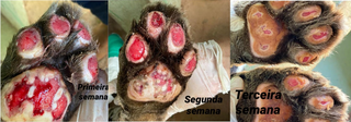 Evolução da cicatrização de ferimentos causados por incêndios na Serra do Amolar. (Foto: Divulgação/Imasul)