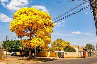 O Ipê é uma árvore característica do cerrado, que enfeita Mato Grosso do Sul. (Foto: Henrique Kawaminami/ Arquivo Campo Grande News)