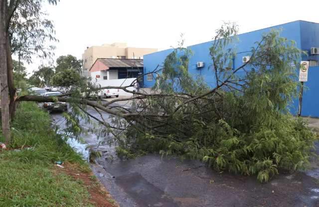 Ap&oacute;s chuva forte, &aacute;rvore ca&iacute;da dificulta entrada de ambul&acirc;ncias em UPA