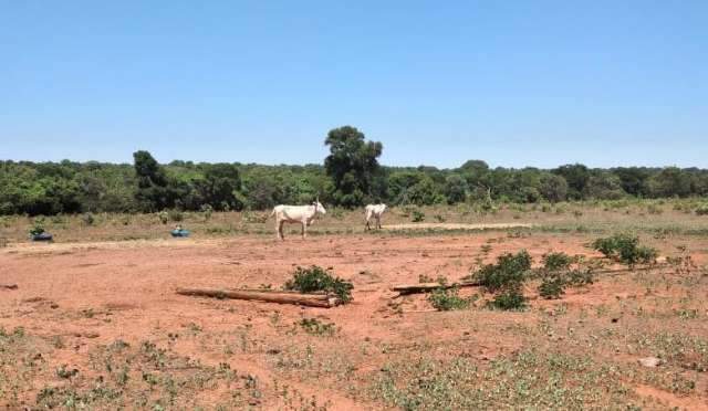 Em den&uacute;ncia de maus-tratos, PM encontra 4 carca&ccedil;as e 20 vacas magras em fazenda