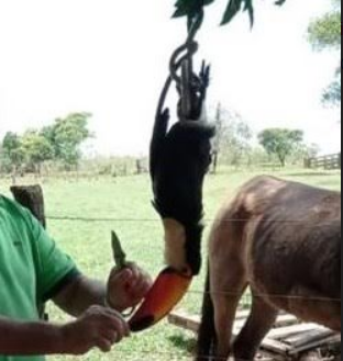 Pecuarista &eacute; multado ap&oacute;s postar foto nas redes sociais de tucano abatido