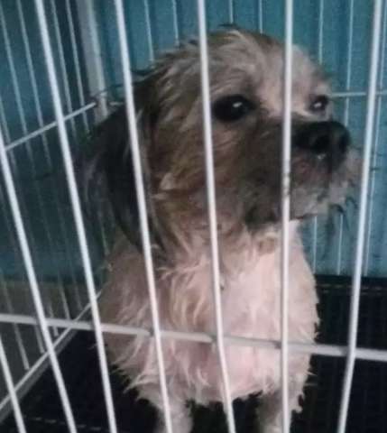 &ldquo;Estou com 20 cachorros molhados&rdquo;, diz dono de pet shop sem energia