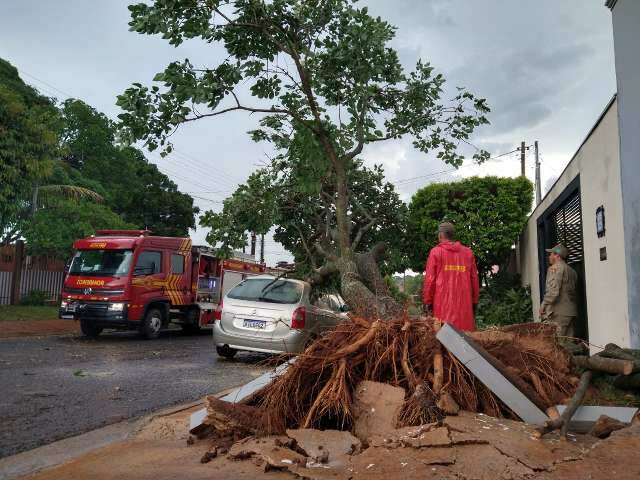 Chuva destelhou bar, derrubou &aacute;rvores e deixou moradores sem energia
