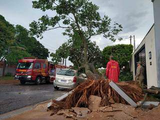 Ávore não resistiu aos ventos fortes, durante chuva, e caiu sobre veículo; calçada também ficoou danificada (Foto: Aletheya Alves)