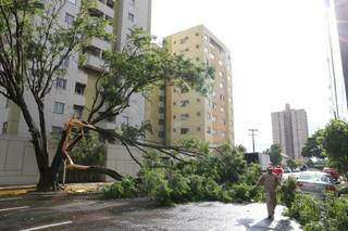 Parte de árvore caiu e deixou trânsito interditado na Rua Amazonas (Foto: Kisie Ainoã)