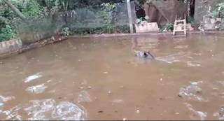 Imagem mostra anta nadando e tentando, sem sucesso, sair sozinha do tanque (Foto: Divulgação/PMA)