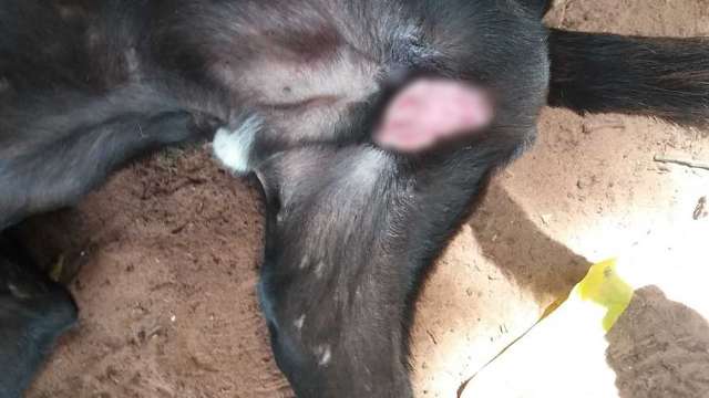 Cachorros saem de s&iacute;tio e voltam com test&iacute;culos arrancados