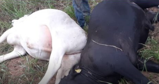 Durante temporal, raio mata bois e incendeia pasto de fazenda em MS