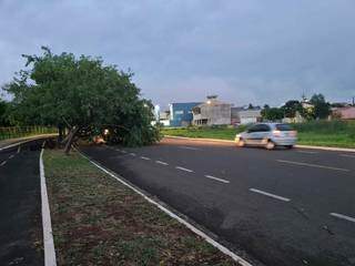 Árvore caiu sobre o acostamento e uma das pistas da Rua Rio Negro. (Foto: Direto das Ruas) 