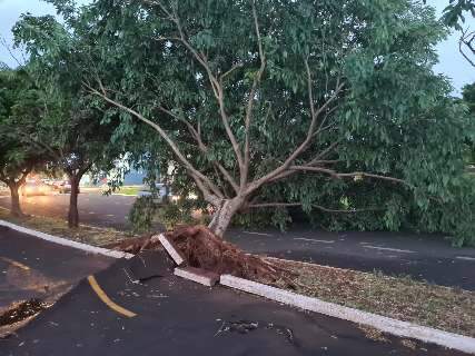 Árvore cai, arranca asfalto e complica trânsito em rua ao lado do Parque Sóter 