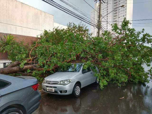 Rvore Cai Sobre Carro No Carand Bosque E Vento Derruba Sem Foro