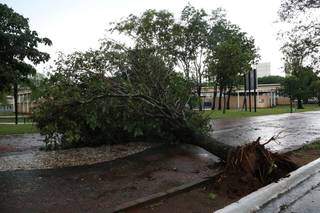 Árvore foi arrancada pela raz em frente a OAB (Ordem dos Advogados do Brasil) (Foto: Kisie Aionã)