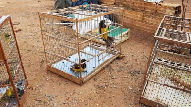 Quadrilha presa por vender animais tamb&eacute;m traficava drogas em MS
