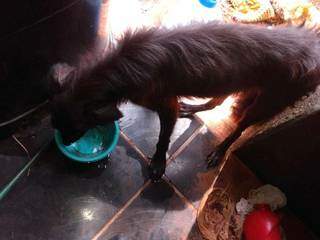 Cachorro com sinais de desnutrição foi alimentado pelos policiais (Foto: Reprodução/PMA)